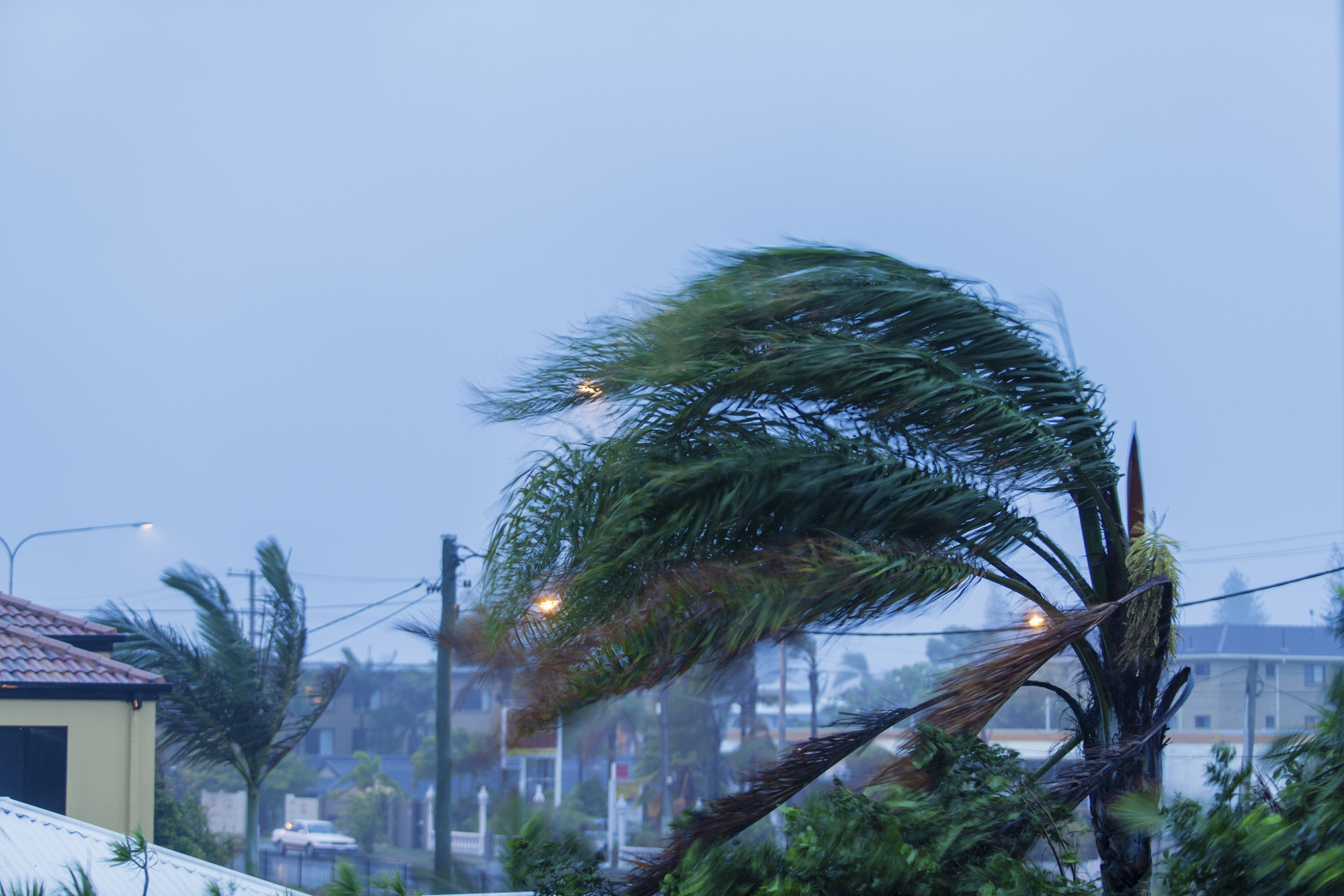 Palm tree in wind